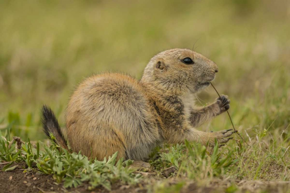 Oklahoma, Wichita Mts Black-tailed prairie dog